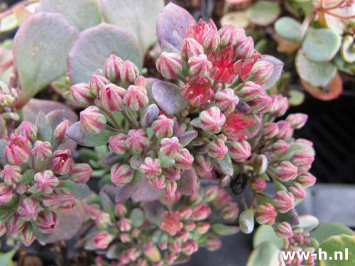 Sedum cauticola 'Lidakense' - Klik op de afbeelding om het venster te sluiten